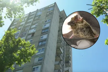 Sve vi&scaron;e &scaron;i&scaron;mi&scaron;a ulazi u zagrebačke stanove: Evo za&scaron;to se to događa i trebate li se bojati