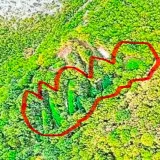 Pogledajte kolika je to plantaža: Ogromni zasadi kanabisa otkriveni u Hercegovini