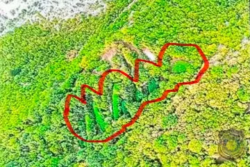 Pogledajte kolika je to plantaža: Ogromni zasadi kanabisa otkriveni u Hercegovini