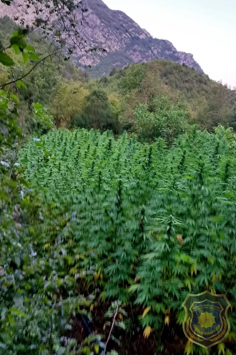 Pogledajte kolika je to plantaža: Ogromni zasadi kanabisa otkriveni u Hercegovini