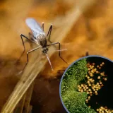 Virus za koji ne postoje cjepivo ni lijek otkriven u susjedstvu: 'Pona&scaron;ajte se odgovorno'