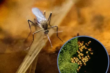 Virus za koji ne postoje cjepivo ni lijek otkriven u susjedstvu: 'Pona&scaron;ajte se odgovorno'