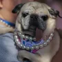 Njezina priča slama srca: Mopsica Jinny Lu progla&scaron;ena najružnijim psom na svijetu