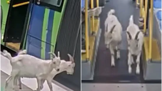 Dvije simpatične putnice u&scaron;le su u autobus bez karata, ali i vlasnika: Snimka je pravi hit