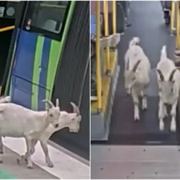 Dvije simpatične putnice u&scaron;le su u autobus bez karata, ali i vlasnika: Snimka je pravi hit