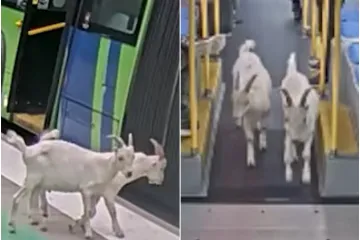 Dvije simpatične putnice u&scaron;le su u autobus bez karata, ali i vlasnika: Snimka je pravi hit