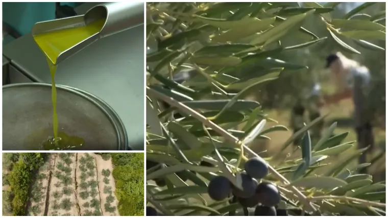 Proizvodnja domaćeg 'čudotvornog eliksira' prvi put podbacila: Popis nedaća sve je veći