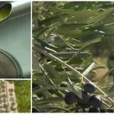 Proizvodnja domaćeg 'čudotvornog eliksira' prvi put podbacila: Popis nedaća sve je veći