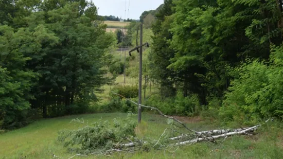 Međimurac sru&scaron;io stablo pa uzrokovao masovni nestanak struje: O&scaron;tetio oko 1200 kućanstava