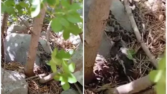 Na Velebitu snimili nevjerojatan prizor: Poskok proždire drugu životinju, video nije za svakog