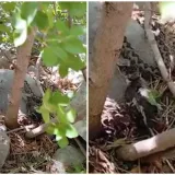 Na Velebitu snimili nevjerojatan prizor: Poskok proždire drugu životinju, video nije za svakog