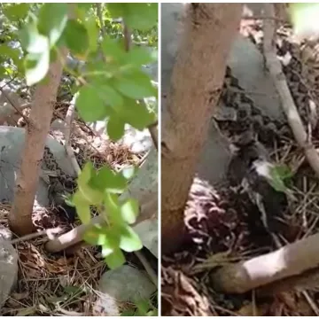 Na Velebitu snimili nevjerojatan prizor: Piton proždire drugu životinju, video nije za svakog