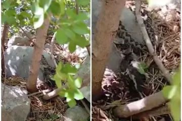 Na Velebitu snimili nevjerojatan prizor: Poskok proždire drugu životinju, video nije za svakog