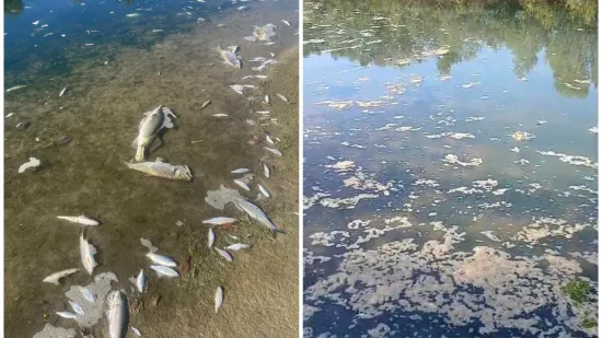 Pomor ribe u Savi potvrđen, uzeti uzorci: Holding odbacuje krivnju pročistača