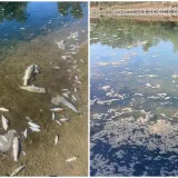 Pomor ribe u Savi potvrđen, uzeti uzorci: Holding odbacuje krivnju pročistača