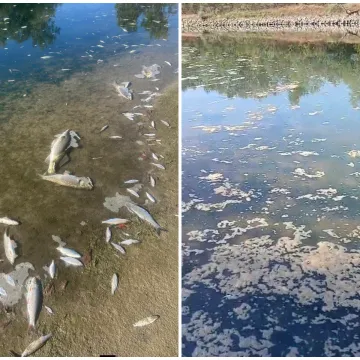 Pomor ribe u Savi potvrđen, uzeti uzorci: Holding odbacuje krivnju pročistača