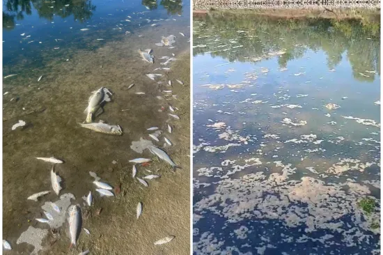 Pomor ribe u Savi potvrđen, uzeti uzorci: Holding odbacuje krivnju pročistača
