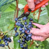 Nekad su brali krajem rujna, sada već u kolovozu: Vinari mijenjaju i sorte