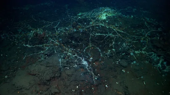 I Alien bi se prestra&scaron;io: Znanstvenici u oceanu otkrili sablasnu ribu i divovsku lignju
