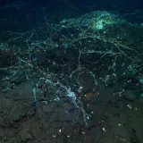 I Alien bi se prestra&scaron;io: Znanstvenici u oceanu otkrili sablasnu ribu i divovsku lignju