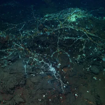 I Alien bi se prestra&scaron;io: Znanstvenici u oceanu otkrili sablasnu ribu i divovsku lignju