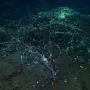 I Alien bi se prestra&scaron;io: Znanstvenici u oceanu otkrili sablasnu ribu i divovsku lignju