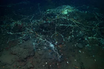 I Alien bi se prestra&scaron;io: Znanstvenici u oceanu otkrili sablasnu ribu i divovsku lignju