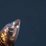 I Alien bi se prestra&scaron;io: Znanstvenici u oceanu otkrili sablasnu ribu i divovsku lignju