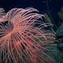 I Alien bi se prestra&scaron;io: Znanstvenici u oceanu otkrili sablasnu ribu i divovsku lignju