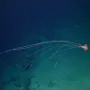 I Alien bi se prestra&scaron;io: Znanstvenici u oceanu otkrili sablasnu ribu i divovsku lignju