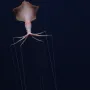 I Alien bi se prestra&scaron;io: Znanstvenici u oceanu otkrili sablasnu ribu i divovsku lignju