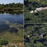 Pogledajte prizore užasa iz Save: Mrtve ribe i &scaron;takori plutaju rijekom, alarmirane sve službe