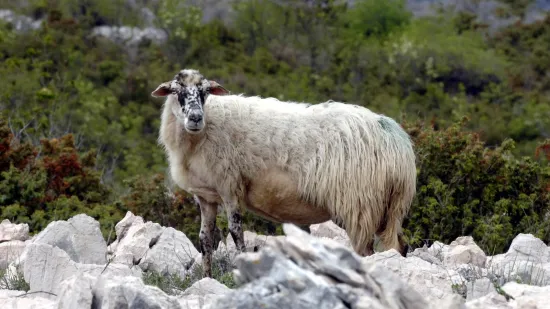 Netko je na otoku Žutu gađao ovce samostrelom: Prizor je uznemirujući