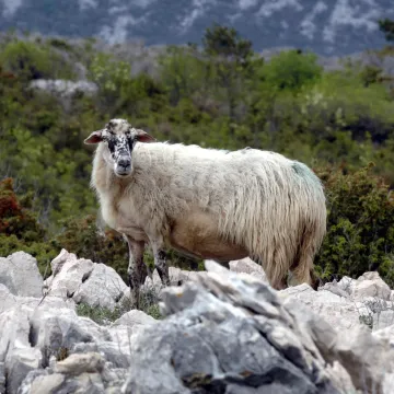 Netko je na otoku Žutu gađao ovce samostrelom: Prizor je uznemirujući
