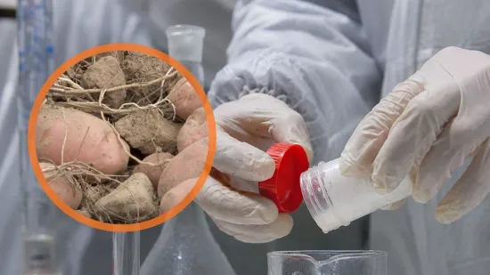 'Vječne kemikalije' pronađene u Lici: &Scaron;to je s krumpirom i zeljem?