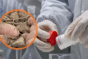 'Vječne kemikalije' pronađene u Lici: &Scaron;to je s krumpirom i zeljem?