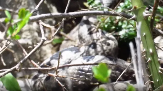 Vidite li ovu zmiju, ne dirajte je! Evo kako prepoznati poskoka i &scaron;to napraviti nakon ugriza