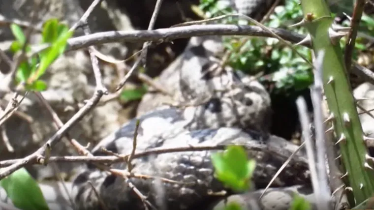 Vidite li ovu zmiju, ne dirajte je! Evo kako prepoznati poskoka i &scaron;to napraviti nakon ugriza
