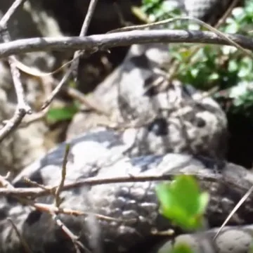 Vidite li ovu zmiju, ne dirajte je! Evo kako prepoznati poskoka i &scaron;to napraviti nakon ugriza