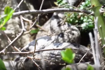 Vidite li ovu zmiju, ne dirajte je! Evo kako prepoznati poskoka i &scaron;to napraviti nakon ugriza