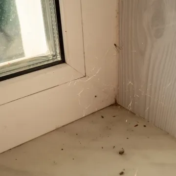Jednostavan začin odbija pauke i muhe iz doma: Sigurno ga imate u svojoj kuhinji