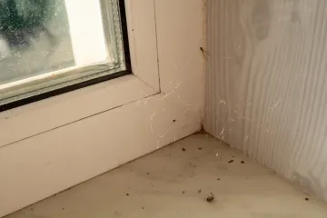 Jednostavan začin odbija pauke i muhe iz doma: Sigurno ga imate u svojoj kuhinji