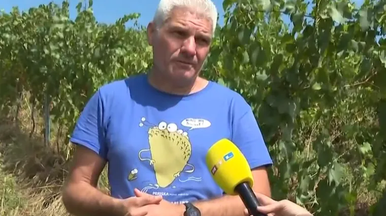 Opasna bolest za koju nema lijeka prijeti vinogradarima. Profesor: 'Nema druge nego pratiti situaciju'