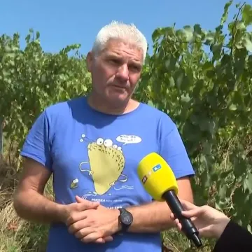 Opasna bolest za koju nema lijeka prijeti vinogradarima. Profesor: 'Nema druge nego pratiti situaciju'