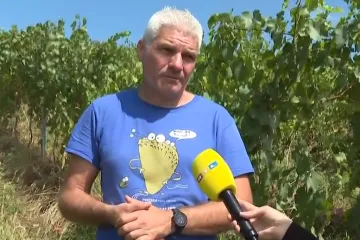 Opasna bolest za koju nema lijeka prijeti vinogradarima. Profesor: 'Nema druge nego pratiti situaciju'