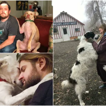 Ovi ljubimci su bez imalo srama oteli partnere svojih vlasnika: Prizori su apsolutno urnebesni