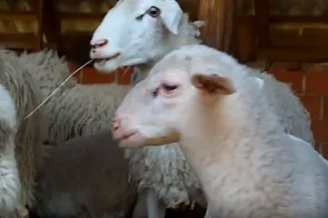 Traži se pastir u Slavoniji, uvjeti su toliko dobri da gazdi cijelu noć zvoni telefon