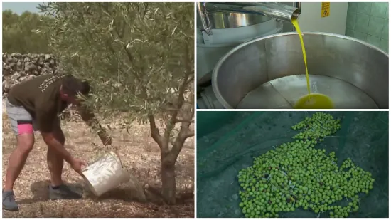 Dugotrajna su&scaron;a poharala maslinike u Dalmaciji: 'Cijena maslinovog ulja će rasti, to nije pitanje'
