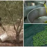 Dugotrajna su&scaron;a poharala maslinike u Dalmaciji: 'Cijena maslinovog ulja će rasti, to nije pitanje'