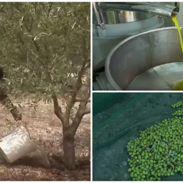 Dugotrajna su&scaron;a poharala maslinike u Dalmaciji: 'Cijena maslinovog ulja će rasti, to nije pitanje'